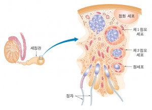 정세포