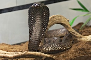 코브라