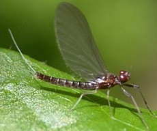 하루살이