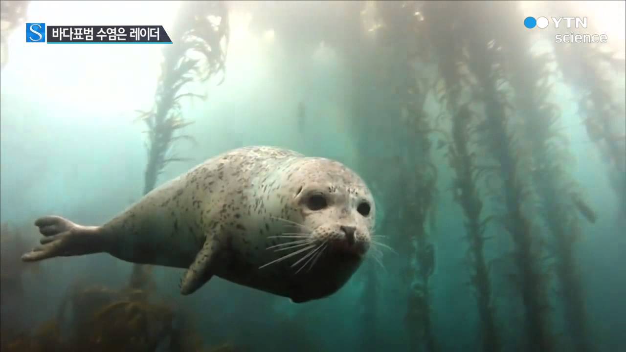 [사이언스 TV] 바다표범 수염은 레이더…수염으로 먹이 찾는다