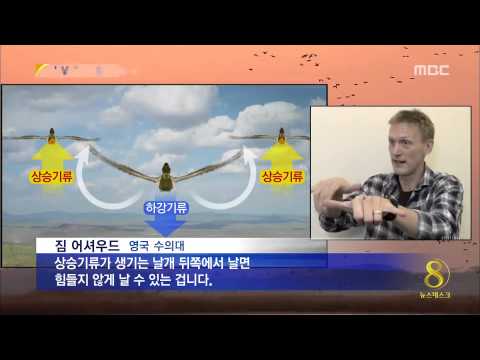 철새들은 왜 'V'자로 날아갈까?