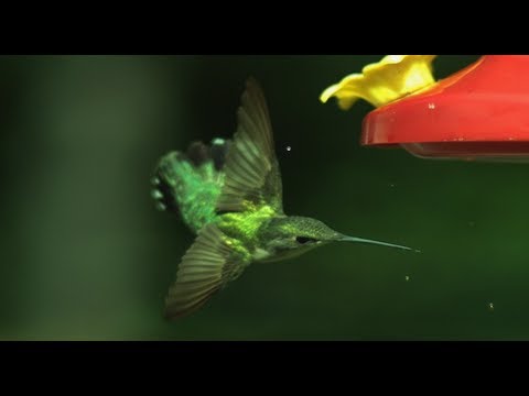 벌새의 기체역학(Aerodynamics)