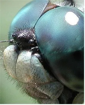 겹눈(compound eye)