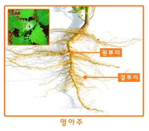 곧은뿌리 [tap root(axial root), 直根]