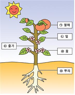 경엽식물