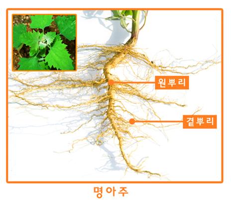 곁뿌리