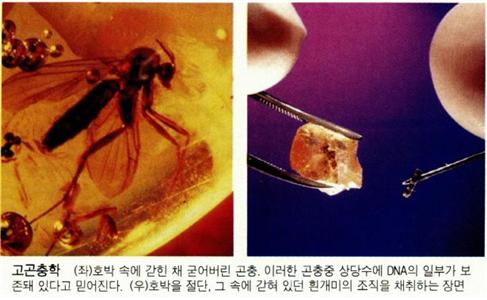 고곤충학