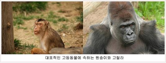 고등동물