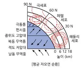 간접 순환[indirect circulation, 間接循環]