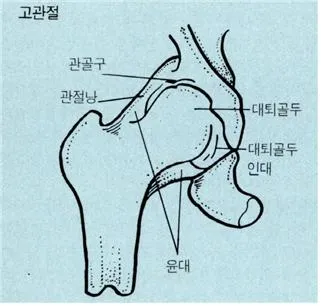 고관절 [coxa, 股關節]