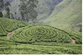 고산 지대 (alpine district)