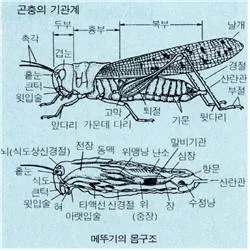 곤충 (insects, 昆蟲)