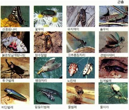 곤충 (insects, 昆蟲)