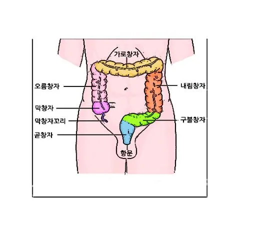 곧은창자 [rectum, 直腸]