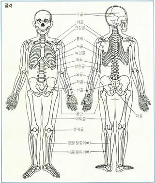 골격 [skeleton, 骨格]