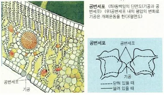 공변세포 [guard cell, 孔邊細胞]