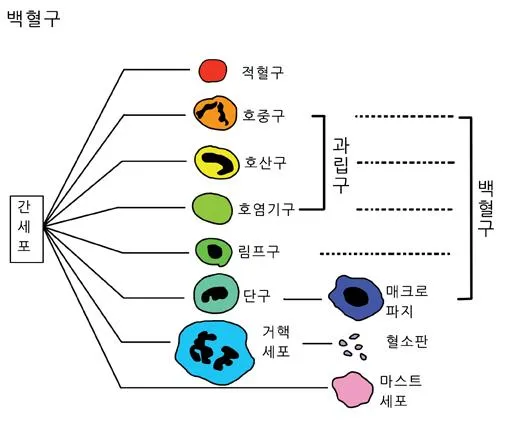 과립 백혈구 [granulocytes, 顆粒性白血球]
