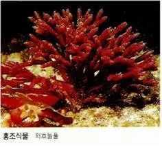 과포자 [carpospore, 果胞子]