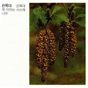 관목대 [shrub zone, 灌木帶]