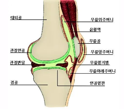 관절 [joint, articulation, 關節]
