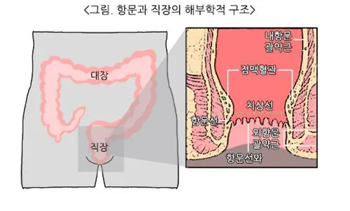 괄약근 (sphincter muscle)