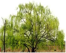능수버들 (Korea Weeping Willow)
