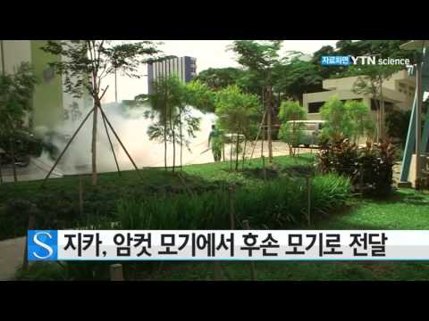 [사이언스 TV] 지카, 암컷 모기에서 후손 모기로 전달