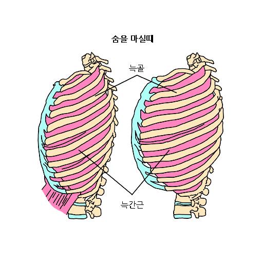 가슴호흡