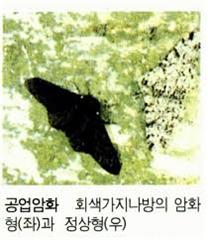 공업암화