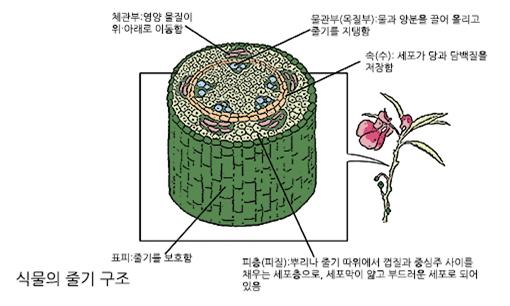 관다발식물