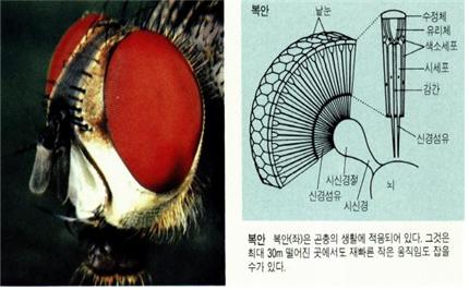 복안