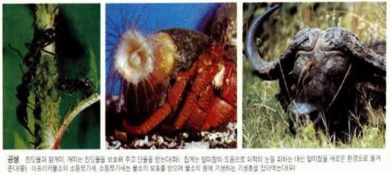 공생 [symbiosis, 共生]
