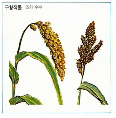 구황작물 [relief farming plants, 救荒作物]