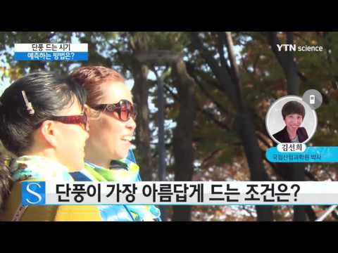 [사이언스 TV] 단풍이 드는 시기 어떻게 예측할까