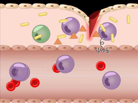 모기에 물리면 왜 붓고 가려운 걸까?