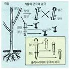 극성 [polarity, 極性] 