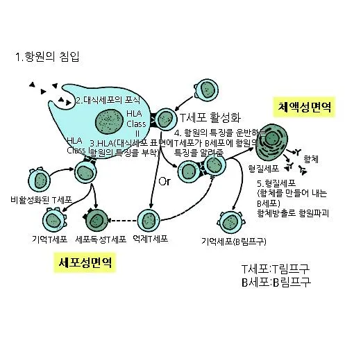 기억세포(memory cell, 記憶細胞)
