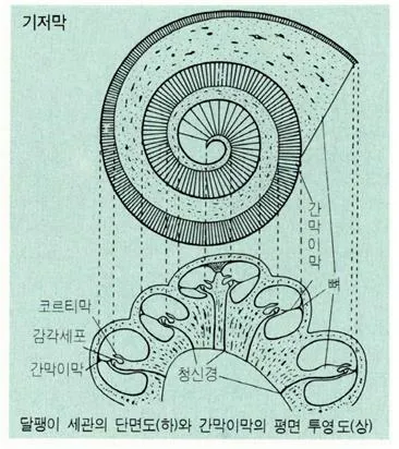 기저막(basal membrane, 基底膜)