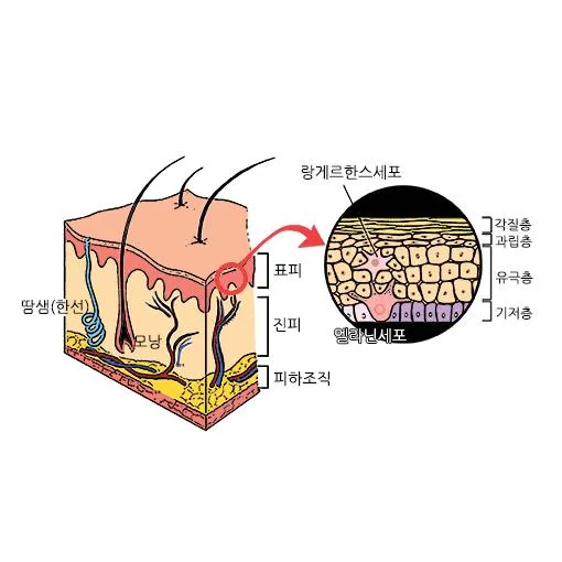 기저세포(basal cell, 基底細胞)