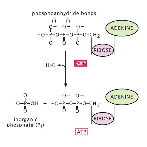 기질 수준 인산화(substrate  level  phosphorylation, 基質水準燐酸化)