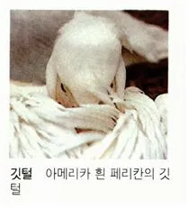 깃털(feather)