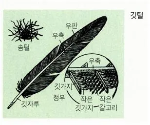 깃털(feather)