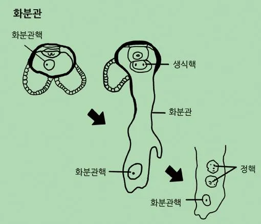 꽃가루관핵(pollen tube nucleus, 花粉管核)