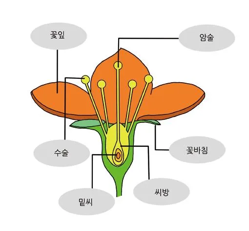 꽃받침(calyx; sepal; receptacle)