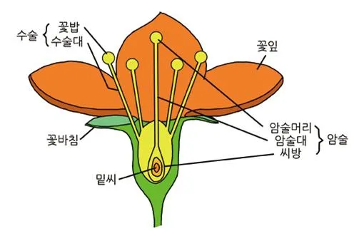 꽃잎(petal; floral leaf)