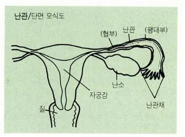 난관(oviduct, 卵管)