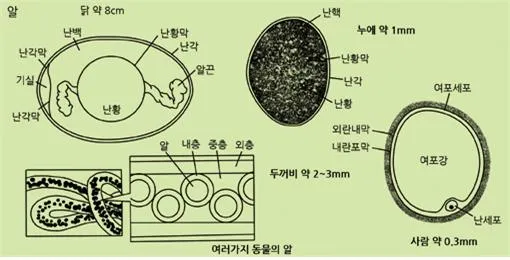난막(egg membrane, 卵膜)