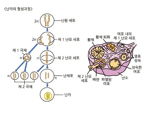 난모세포(oocyte, 卵母細胞)
