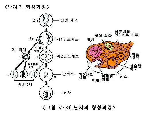 난자(ovum, 卵子)