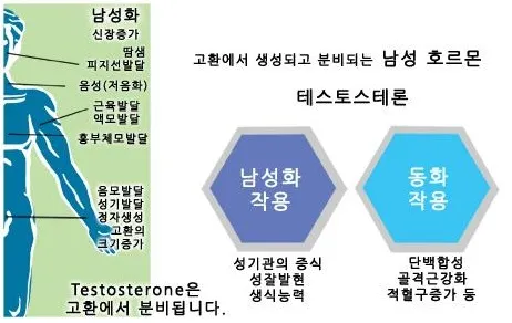 남성호르몬[male hormones, 男性─]